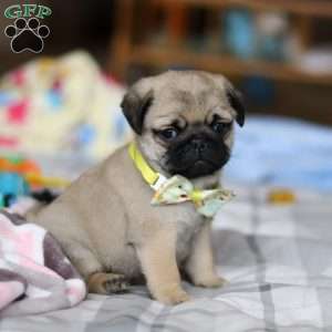 Prince, Pug Puppy